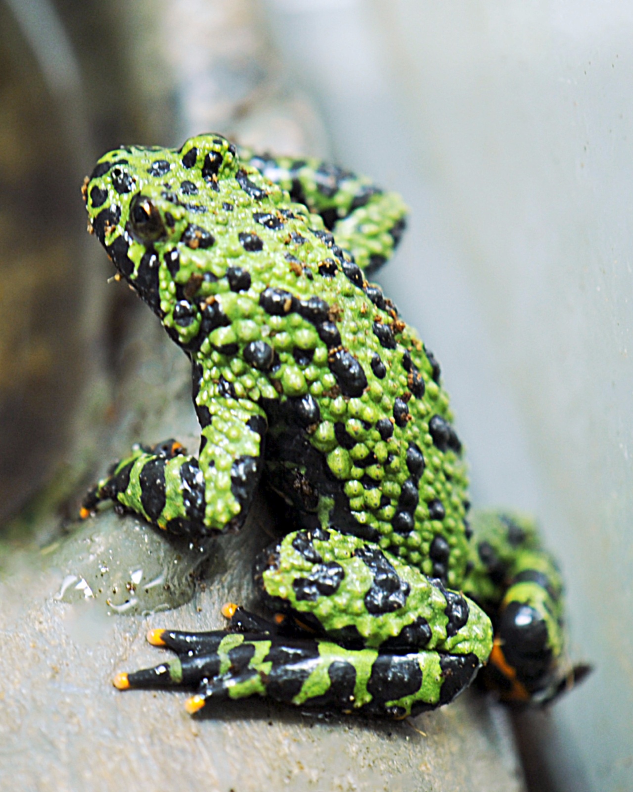 Oriental Fire bellied Toad 12